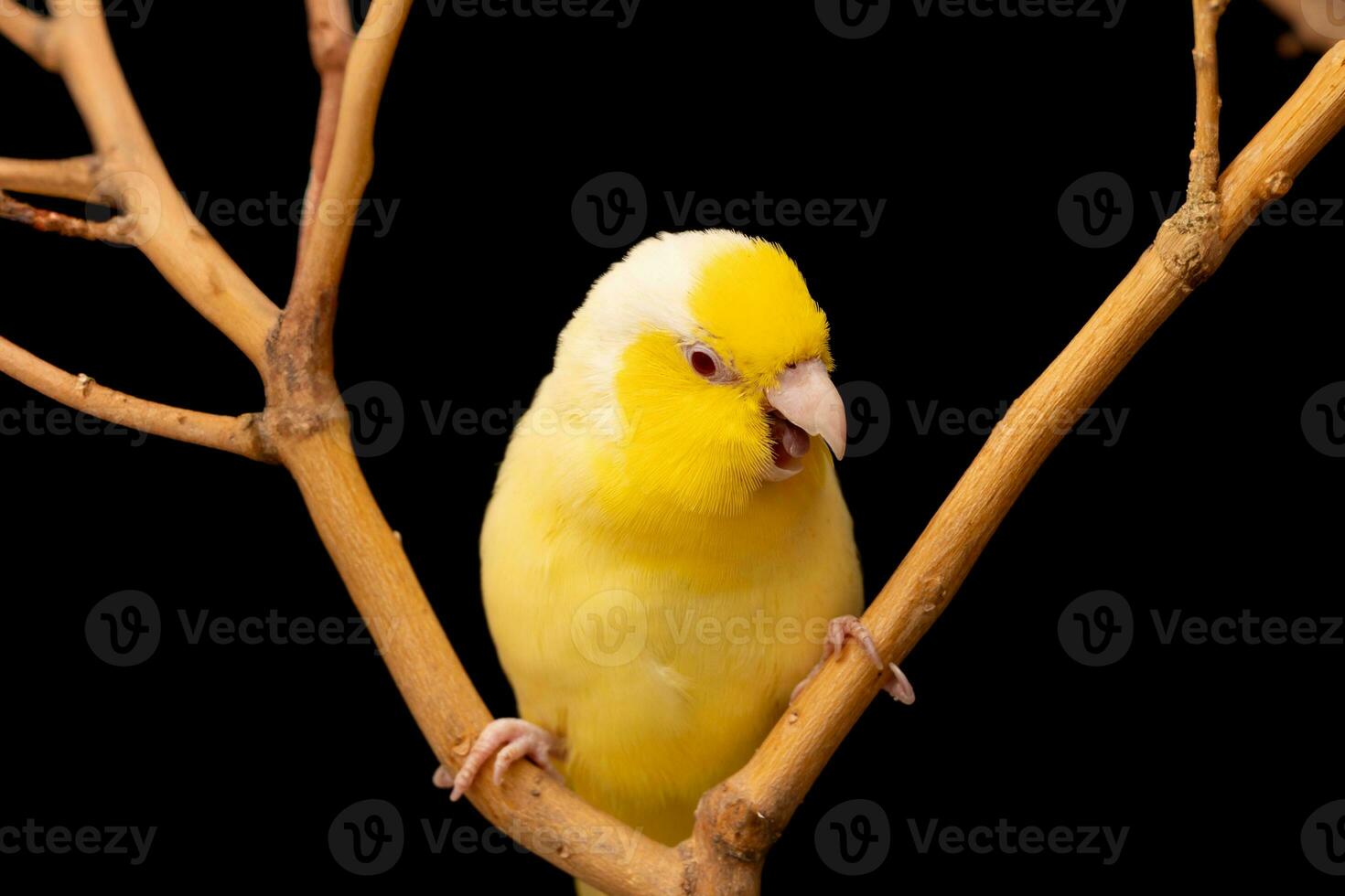 klein papegaai parkiet geel forpus vogel grote Oceaan papegaaitje rust uit Aan Afdeling. foto