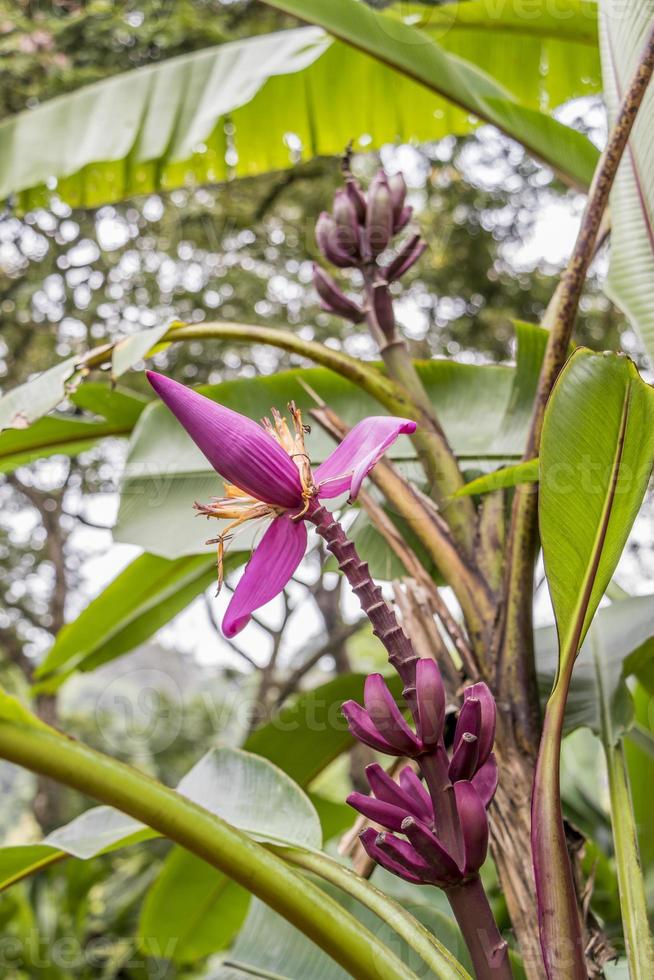 paarse rode bananenplant heliconia bloem uit de tropische natuur, maleisië. foto