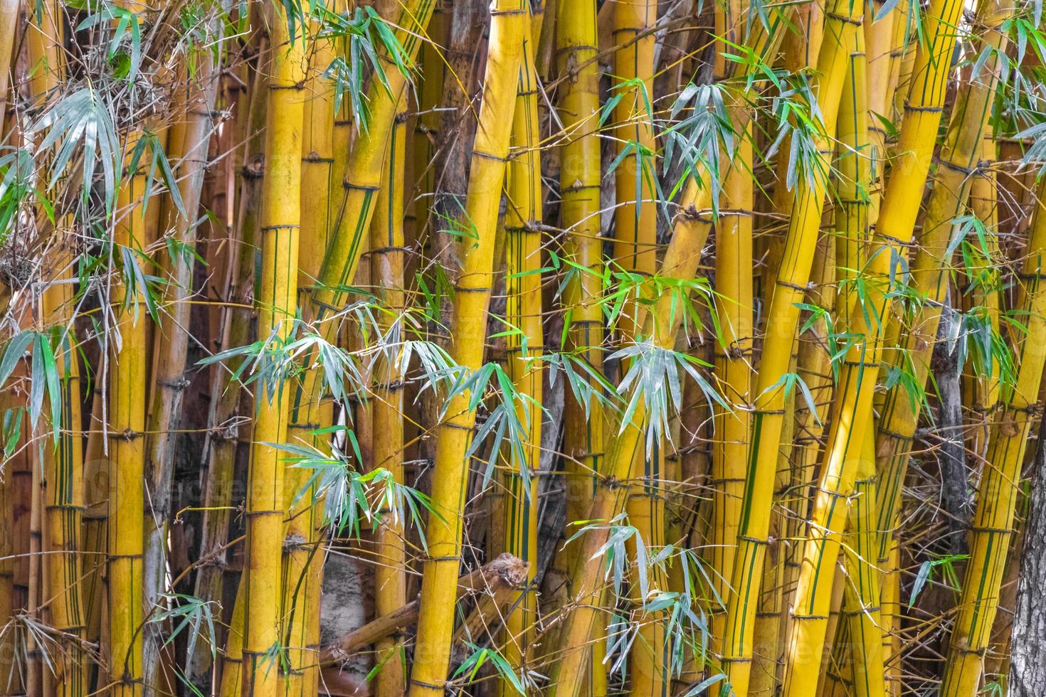 groen geel bamboe bomen tropisch bos san jose costa rica. foto