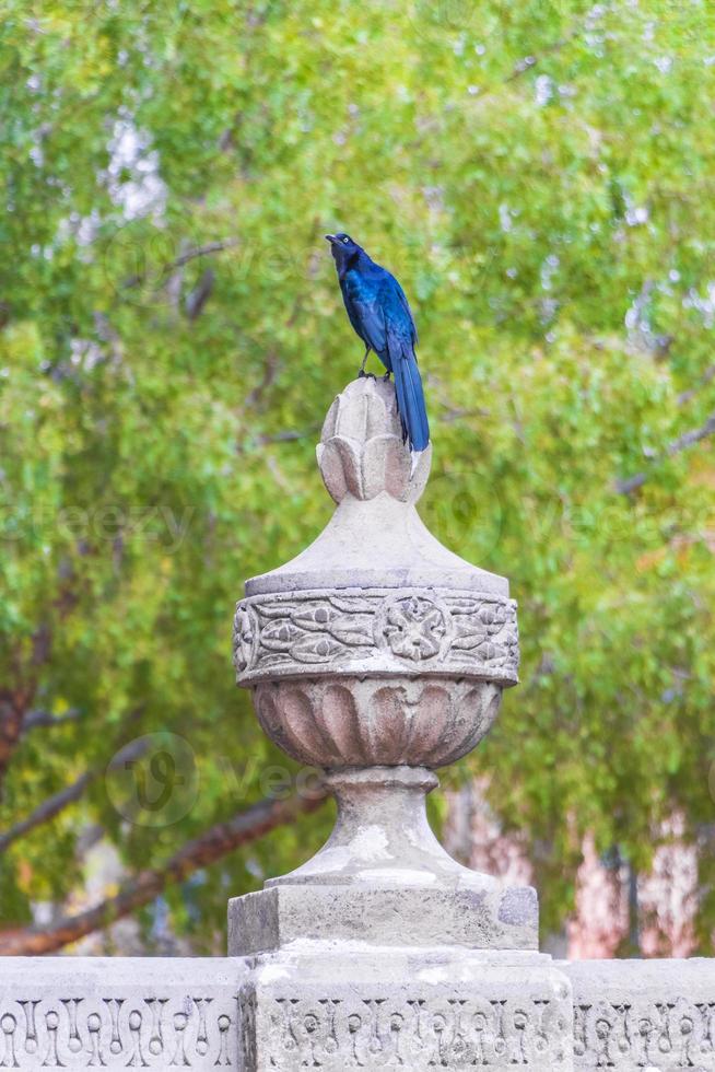 grote staart grackle mannelijke vogel op kolom mexico stadspark. foto