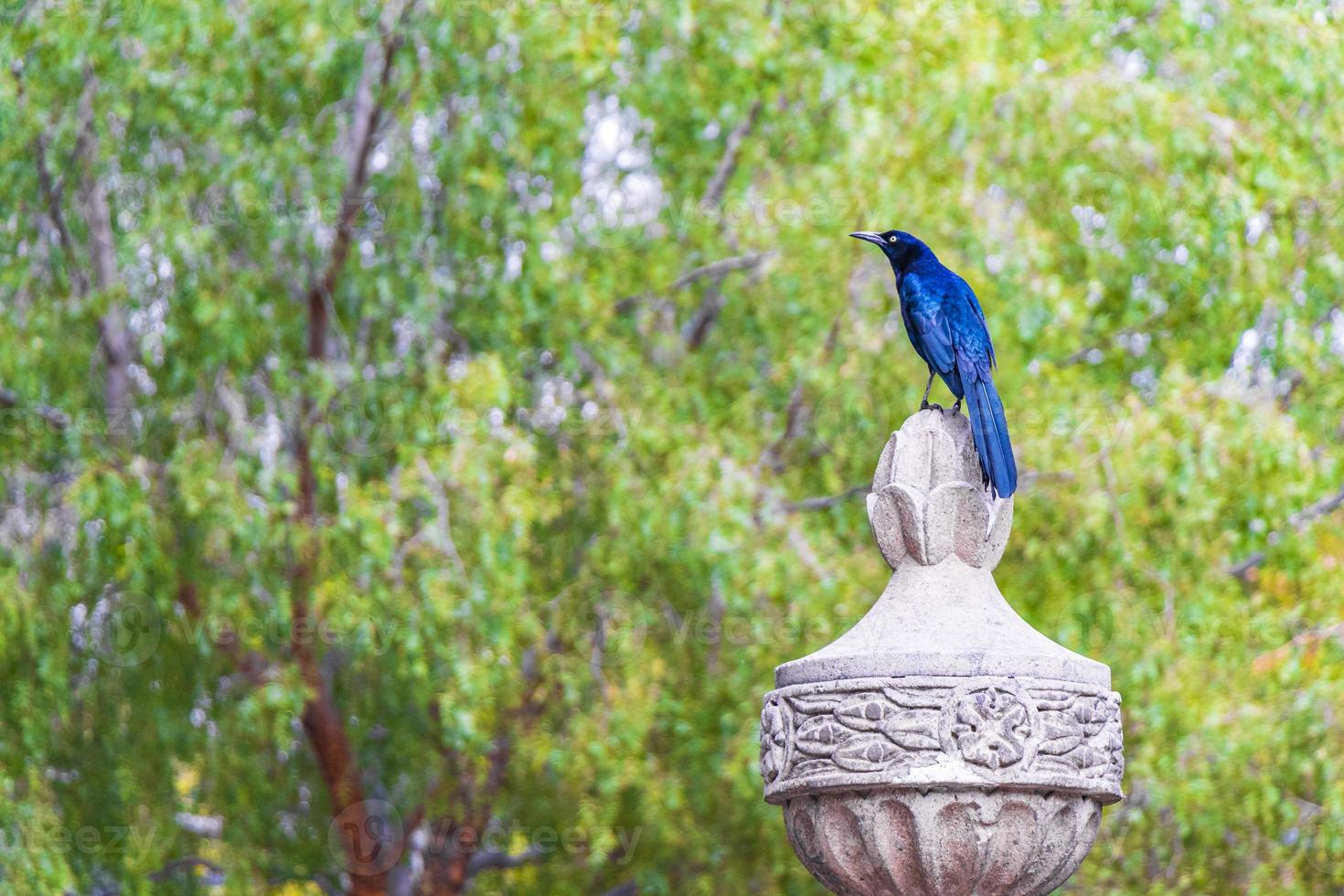 grote staart grackle mannelijke vogel op kolom mexico stadspark. foto