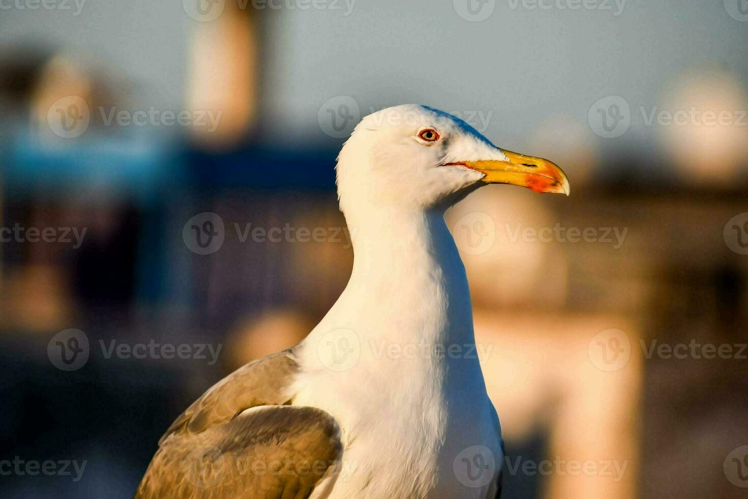 een zeemeeuw met een stad in de achtergrond foto