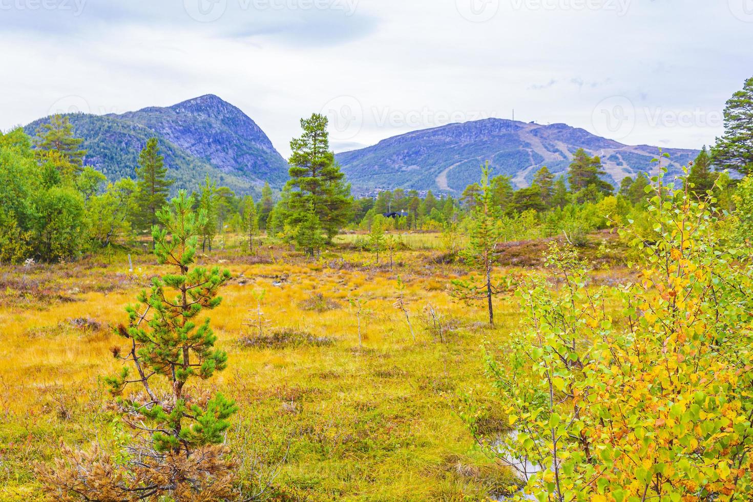 dennenbomen, dennen en bergen in hovden, noorwegen foto