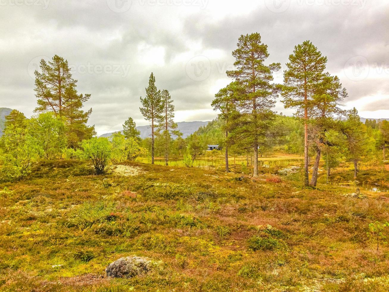 dennenbomen, dennen en bergen in hovden, noorwegen foto