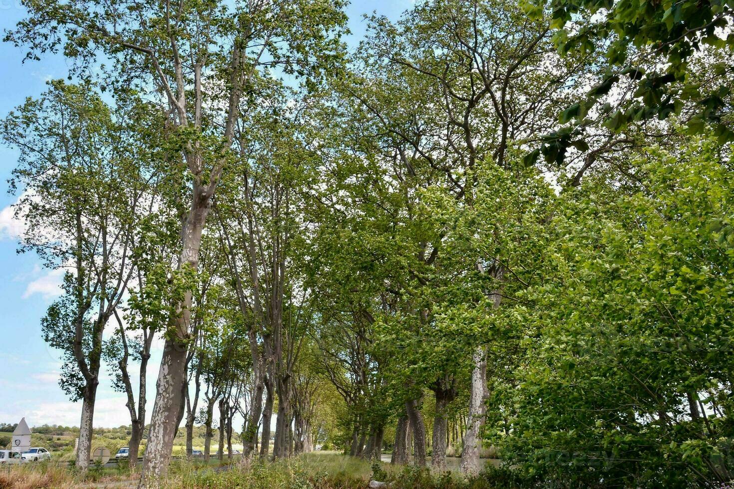 een rij van bomen in een park foto