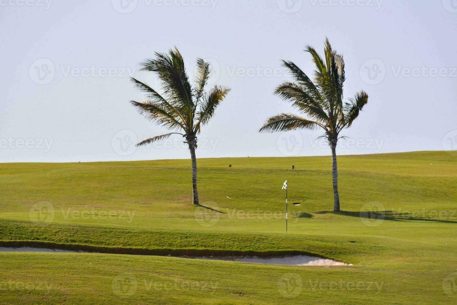 twee palm bomen Aan de groen Bij een golf Cursus foto