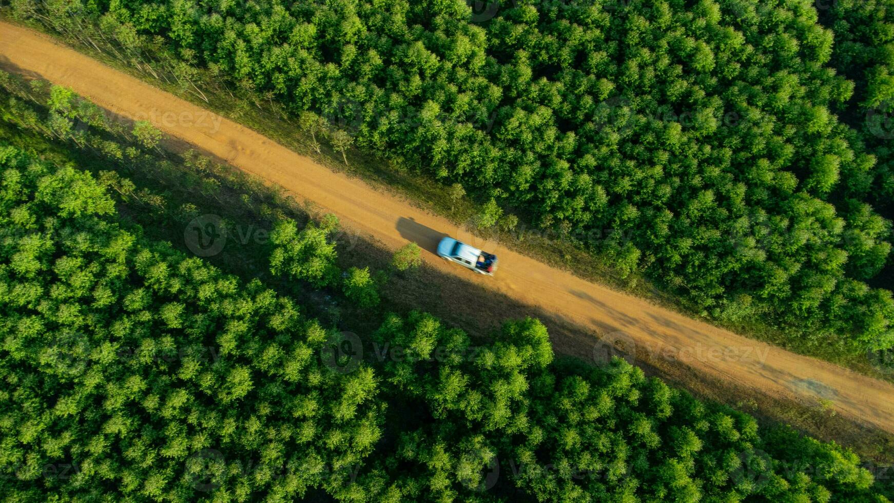 antenne visie van eucalyptus plantage in Thailand. top visie van teelt gebieden of agrarisch land- in buitenshuis kinderkamer. teelt bedrijf. natuurlijk landschap achtergrond. foto