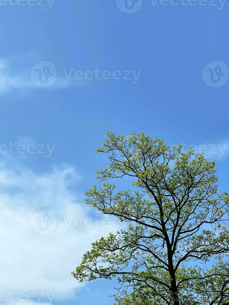 boom met zacht groen vers gebladerte tegen de blauw lucht foto