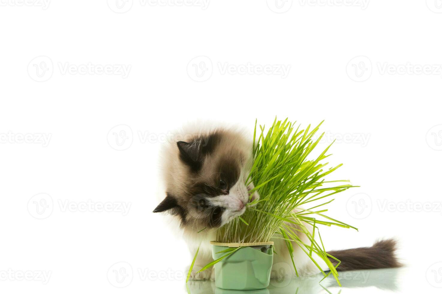 een lappenpop kat eet gras van een plastic pot. foto