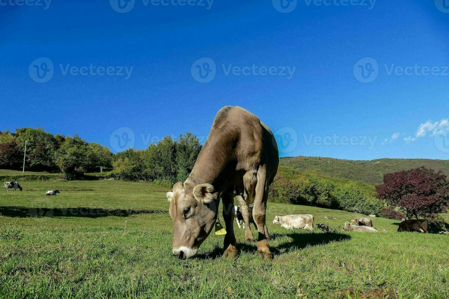 een koe begrazing in een veld- met andere koeien foto