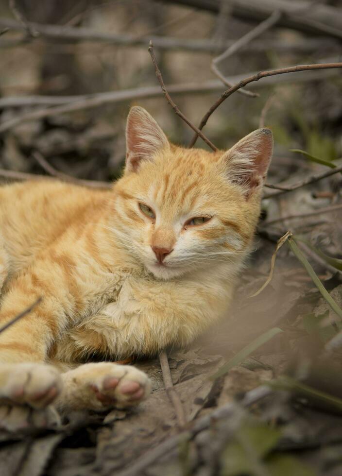 roodachtig katje ontspannende foto