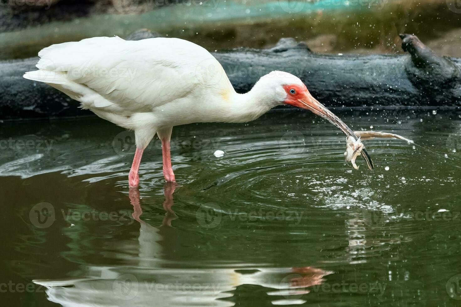waden vogel wit ibis, eudoctricimus albus met een groot vis in haar bek foto