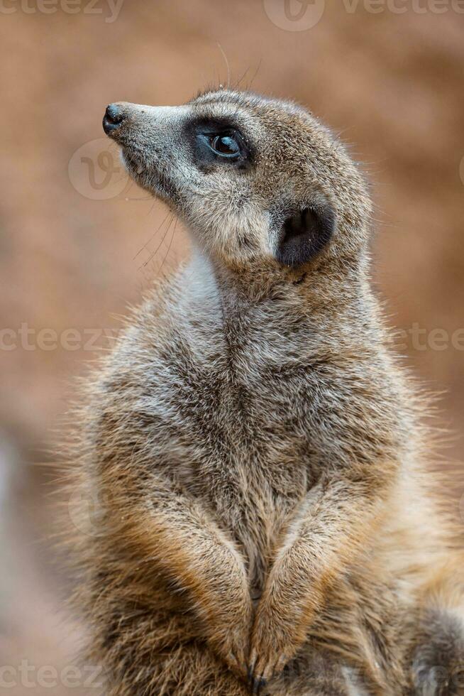 portret van een meerkat aan het kijken de omgeving. staand suricate of meerkat foto