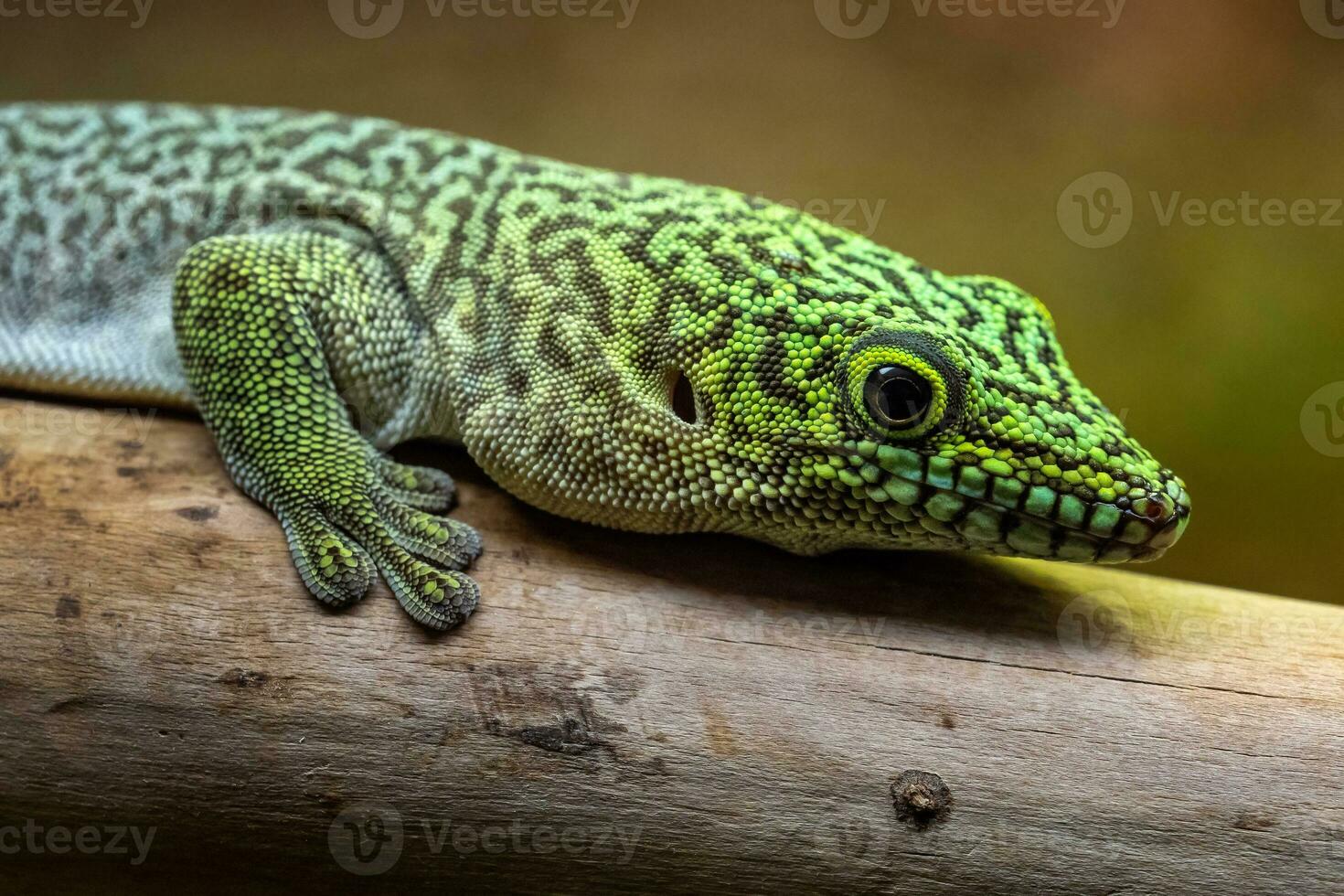 staan dag gekko, phelsuma staand foto