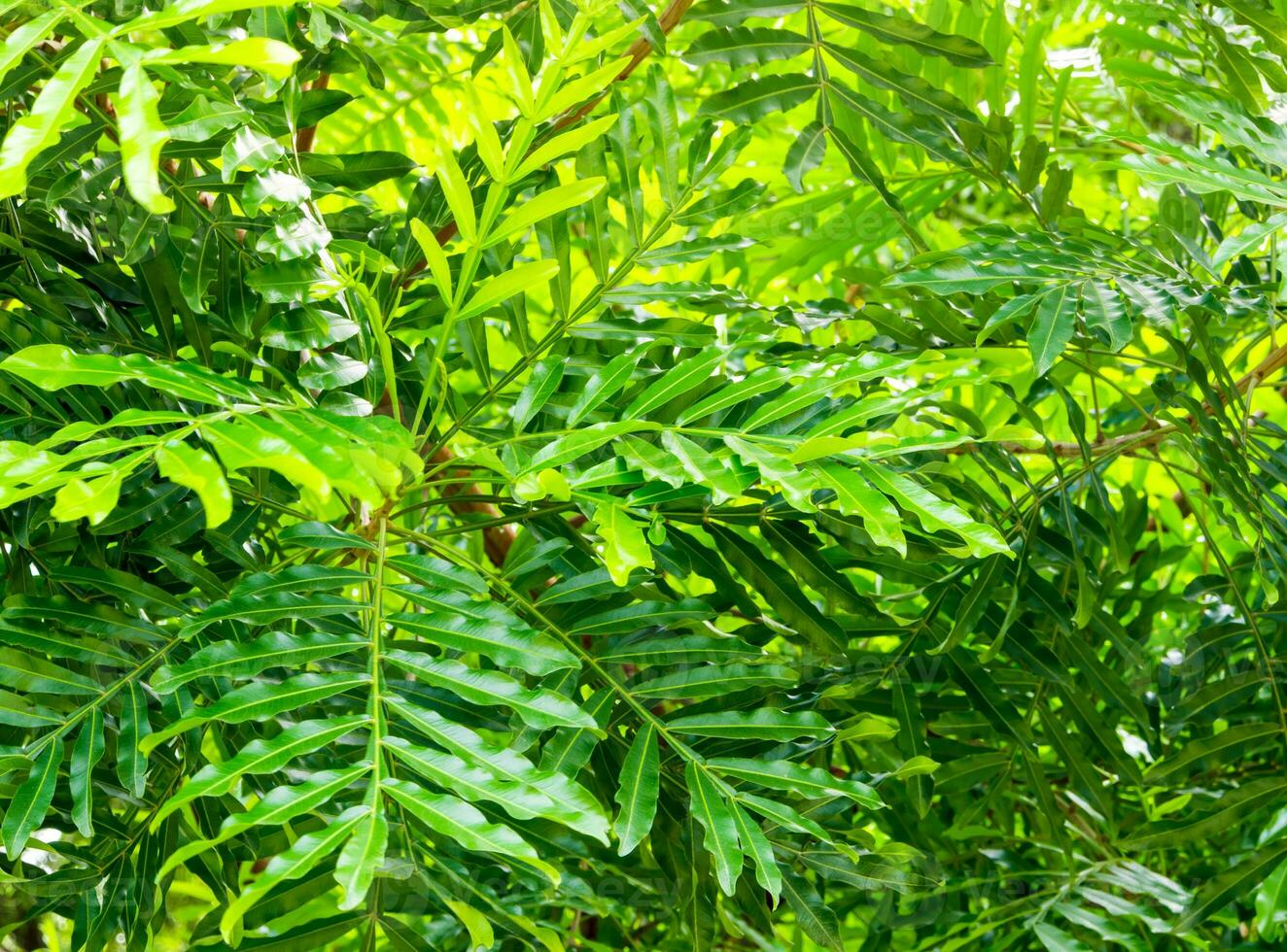 full frame versheid bladeren van sierplant als natuur achtergrond foto