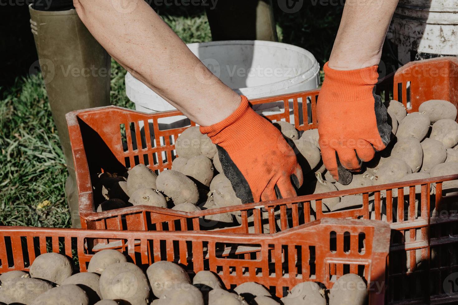 Aardappelen worden voorbereid voor het planten in het veld in het voorjaar op zonnige dag foto