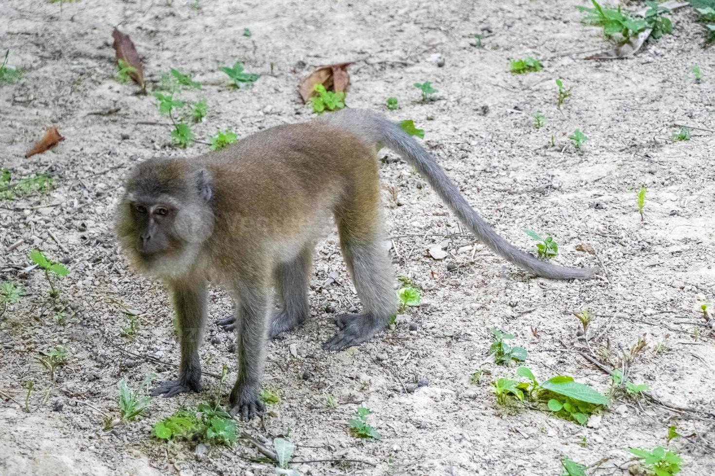 makaak aap in tropisch oerwoud in koh phayam, thailand foto