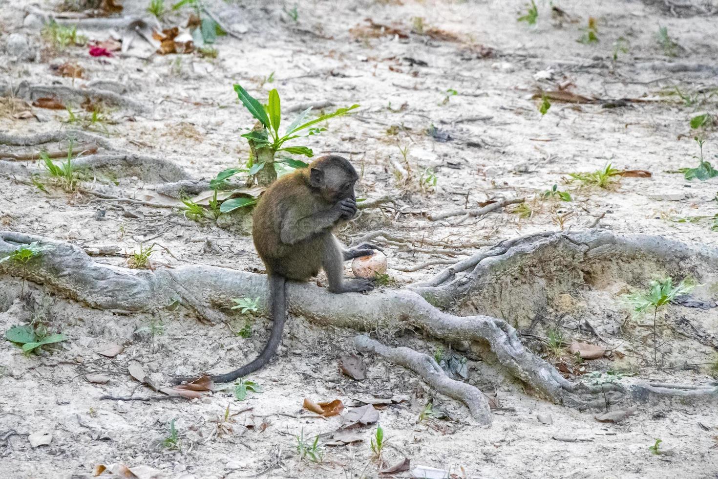 makaak aap in tropisch oerwoud in koh phayam, thailand foto