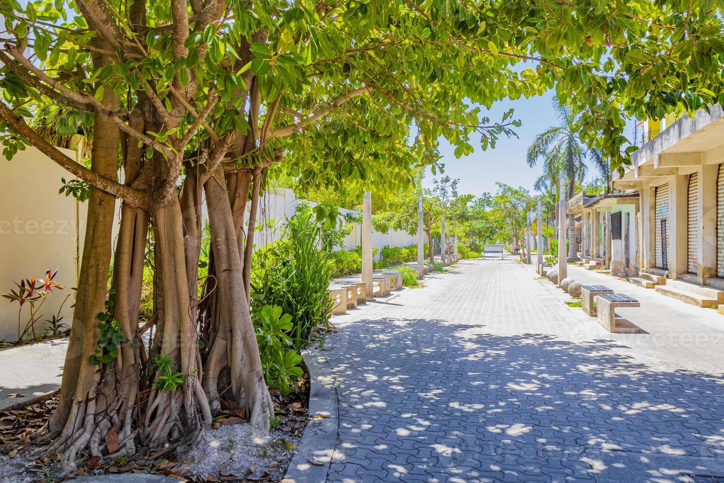 grote tropische boom in playa del carmen, mexico foto