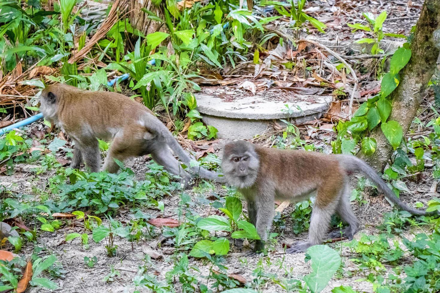 makaken apen in tropisch oerwoud in koh phayam, thailand foto