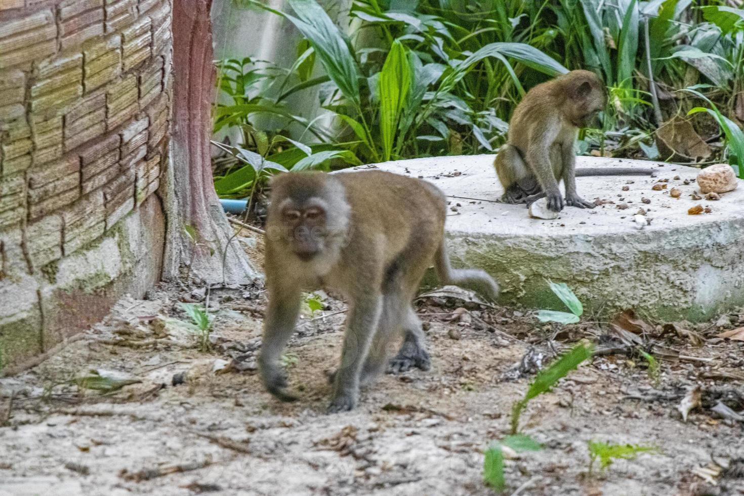 makaken apen in tropisch oerwoud in koh phayam, thailand foto