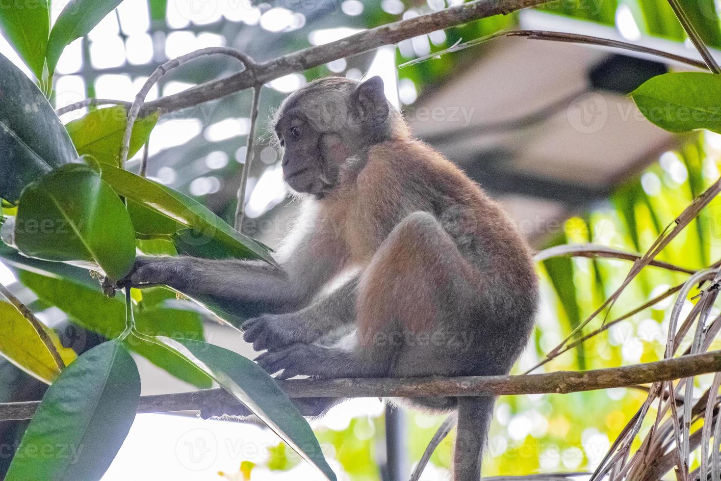 makaak aap zittend op een boom, koh phayam, thailand foto