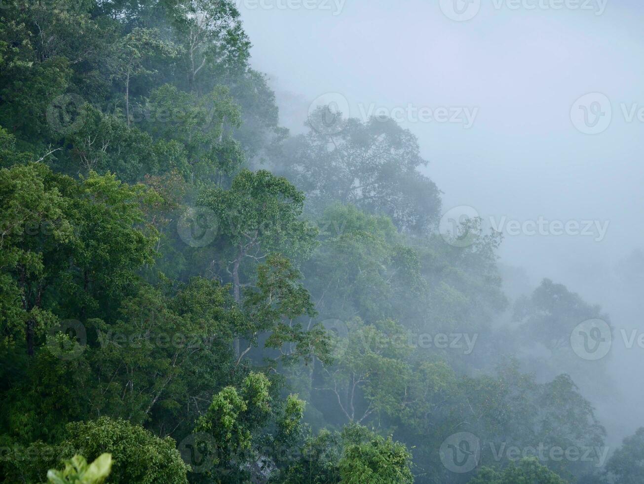 de de nevel stromen door de berg Woud, zon schijnend in tropisch Woud, de nevel drijft door berg ruggen in de ochtend, langzaam drijvend mist blazen Hoes Aan de top van berg foto