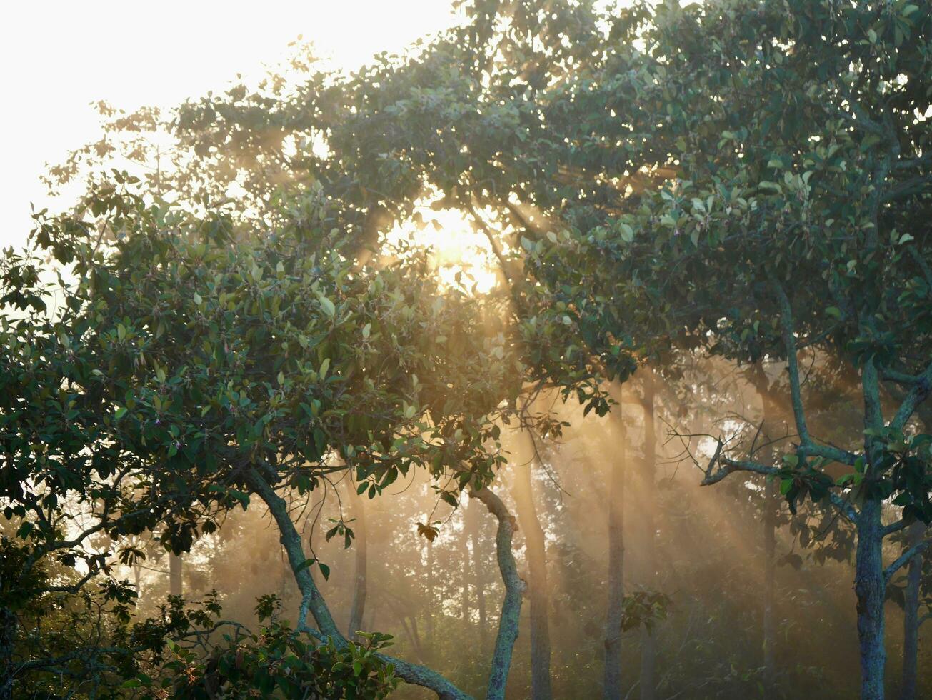 de de nevel stromen door de berg Woud, zon schijnend in tropisch Woud, de nevel drijft door berg ruggen in de ochtend, langzaam drijvend mist blazen Hoes Aan de berg foto