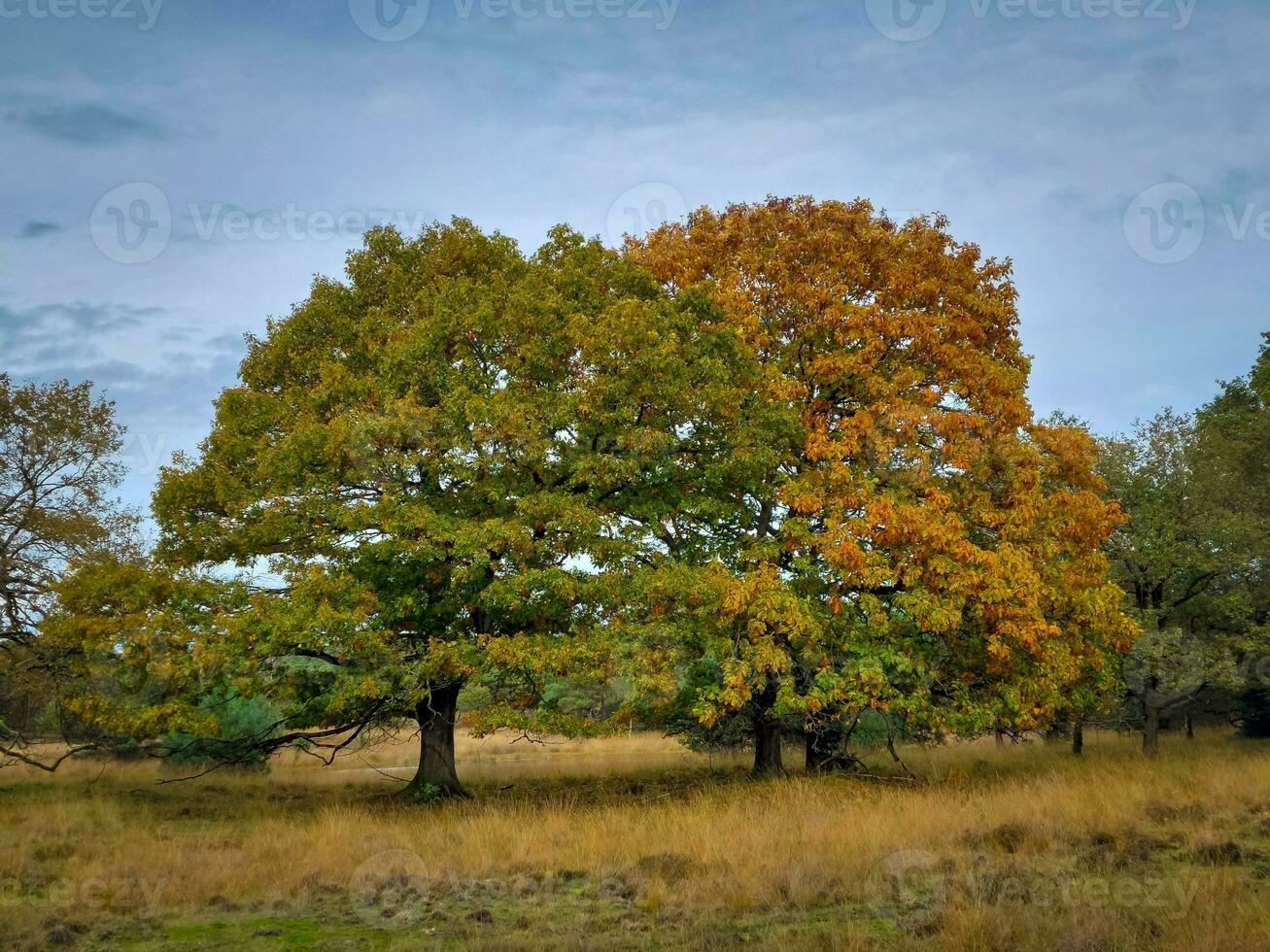 herfst kleuren in kampina natuur reserveren in de buurt Oisterwijk, Nederland foto