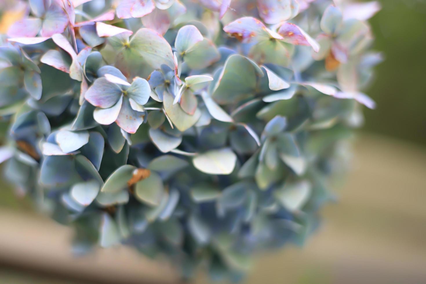 bloeiende paarse bloem in een tuin foto