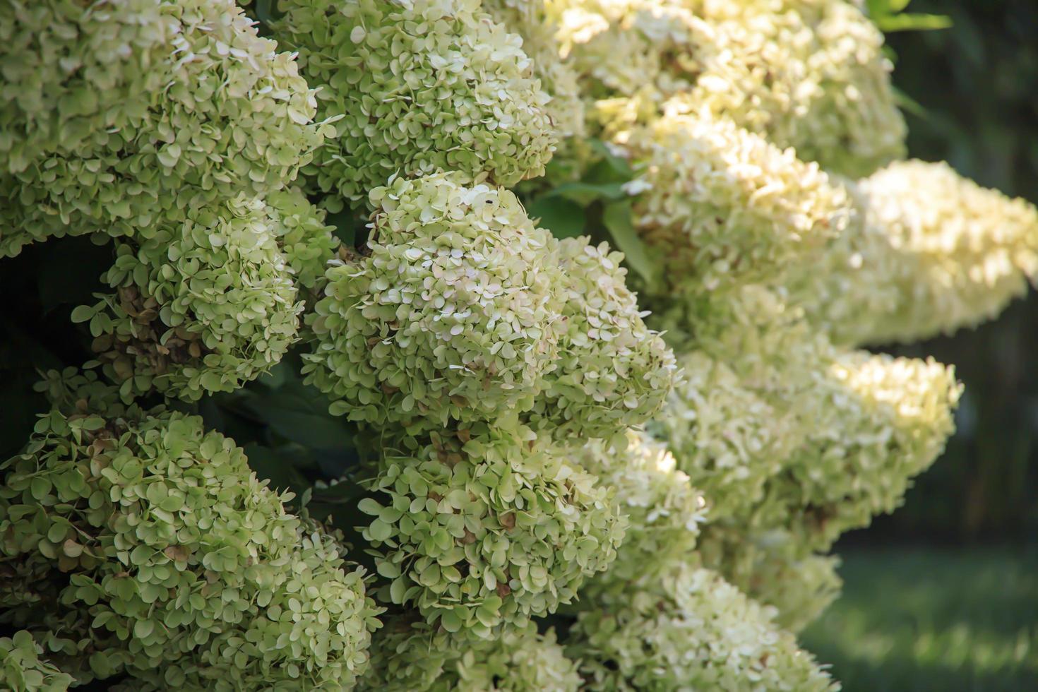 bloeiende witte hortensia plant in de zomer foto