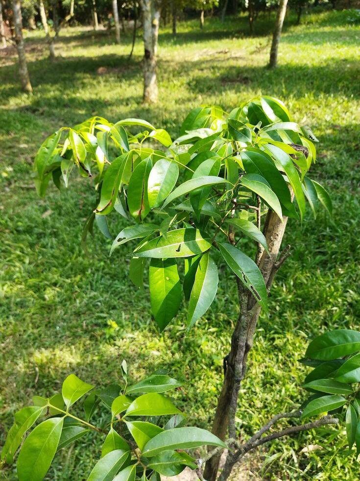 fabriek bomen naar opslaan de omgeving, bomen bijdragen een veel naar de balans van de omgeving, zo fabriek meer bomen, anders de s werelds dieren zullen verdwijnen. foto