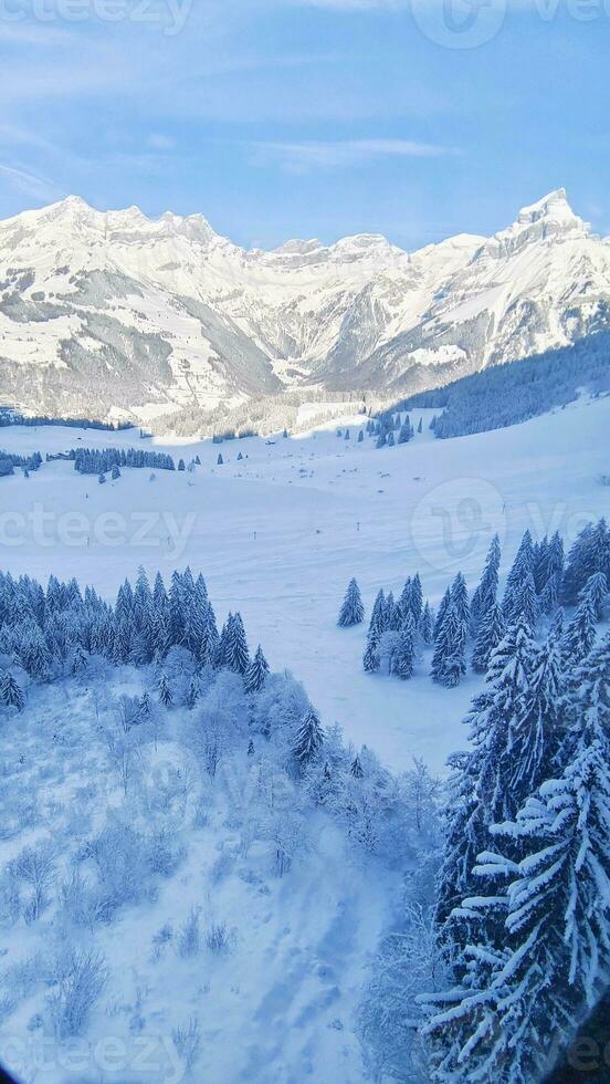 vrij foto pijnboom bomen gedekt door sneeuw Aan berg mooi winter landschappen van bergen