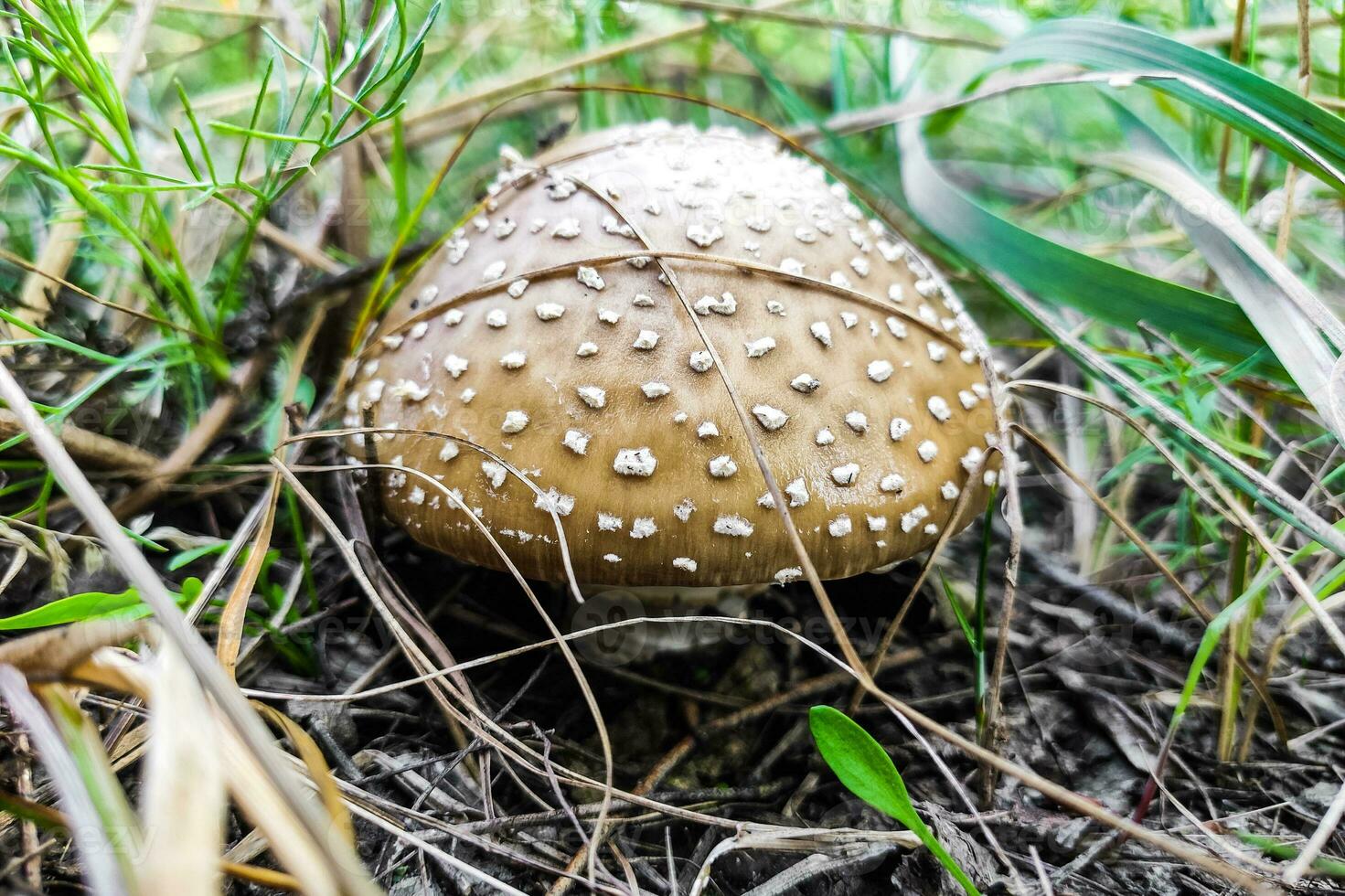 de giftig paddestoel amanita pantherina panter groeit in de herfst Woud. foto