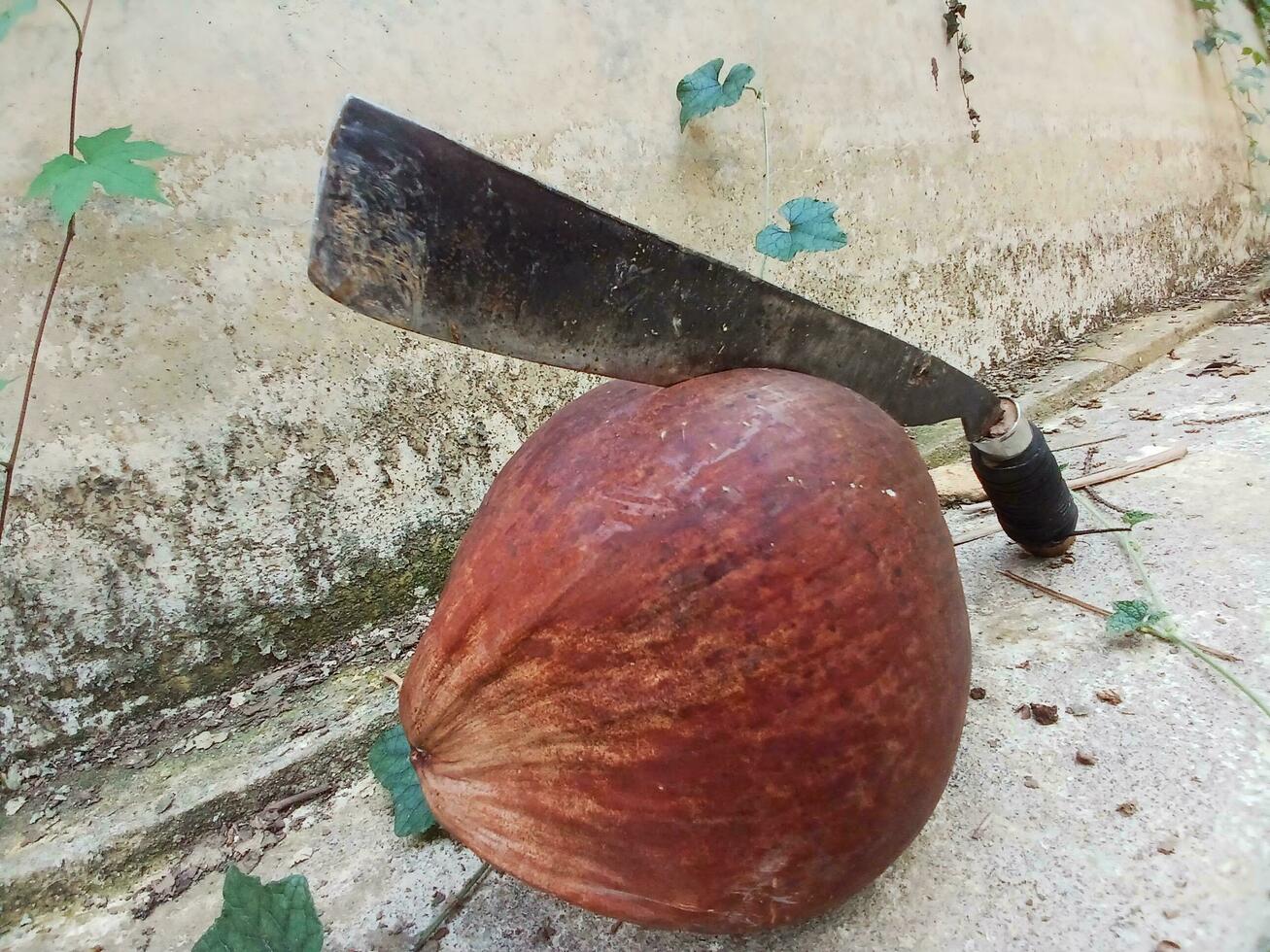 oud kokosnoot en machete voorwerpen Aan beton achtergrond. combinatie van oud kokosnoot en machete, rivieroever kokosnoot boom. foto