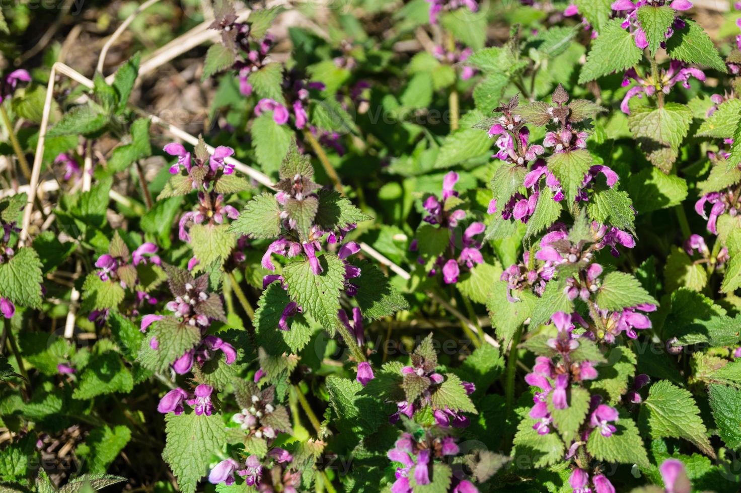 wilde bloemen lamium foto