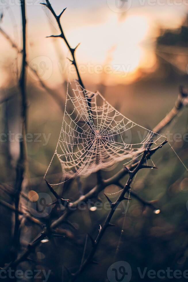spinneweb in de ochtend- licht foto