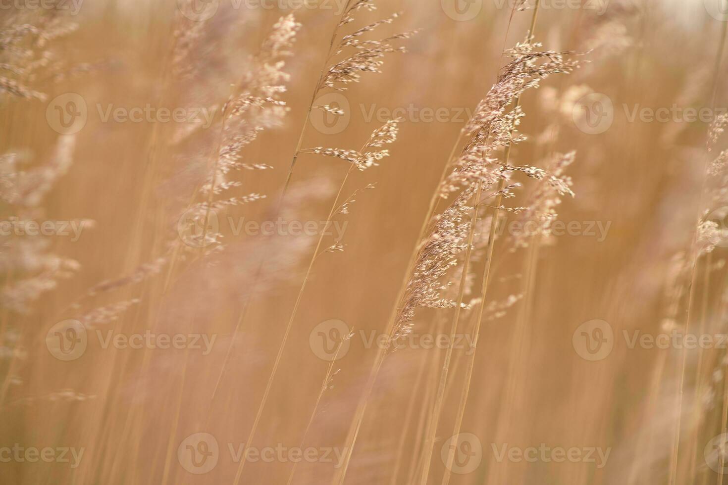 gouden riet achtergrond foto