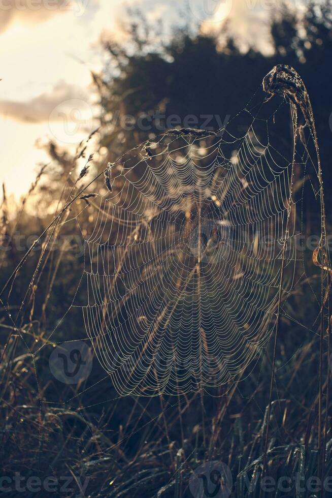 groot spinneweb gedekt in dauw foto