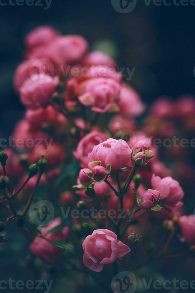 miniatuur rozen verstand bloemknoppen foto