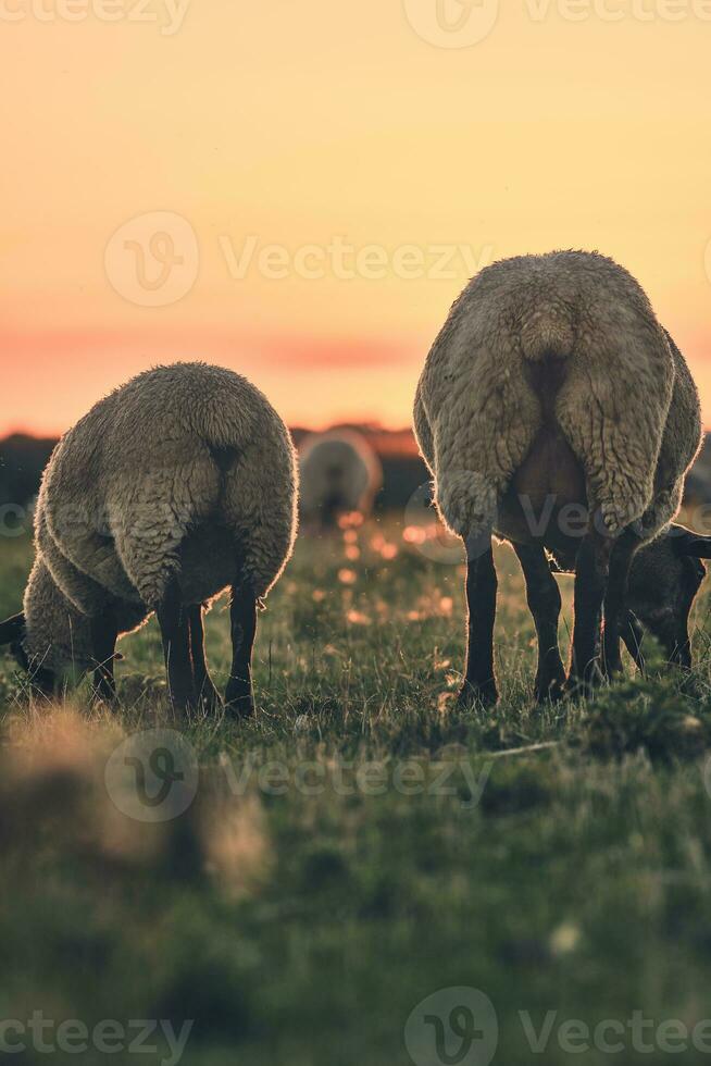 twee schapen begrazing in zonsondergang van achter foto