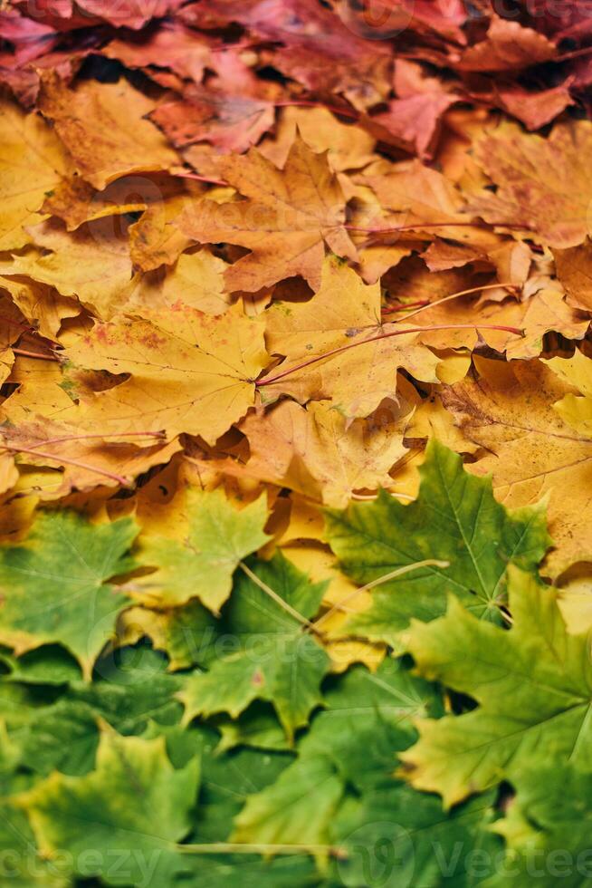 kleurrijk esdoorn- blad foilage foto