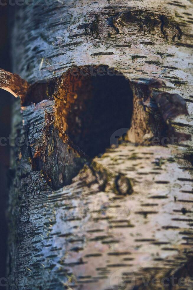 gat in berk boom voor vogelstand nest foto