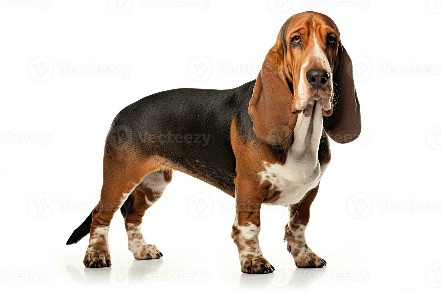 ai gegenereerd realistisch basset hond clip art foto