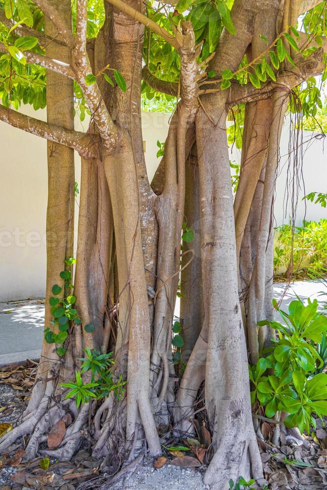 grote tropische boom in playa del carmen, mexico foto