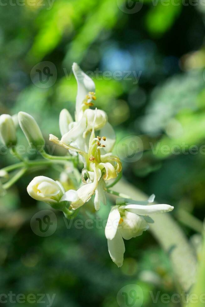 afgesloten moringa bloemen Aan haar boom in natuur achtergrond.selectief focus, ondiep diepte van veld. foto