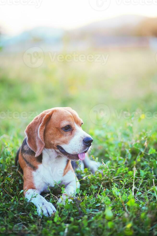 portret van een schattig brak hond zittend Aan de groen gras uit deur in de veld. focus Aan gezicht, ondiep diepte van veld. foto