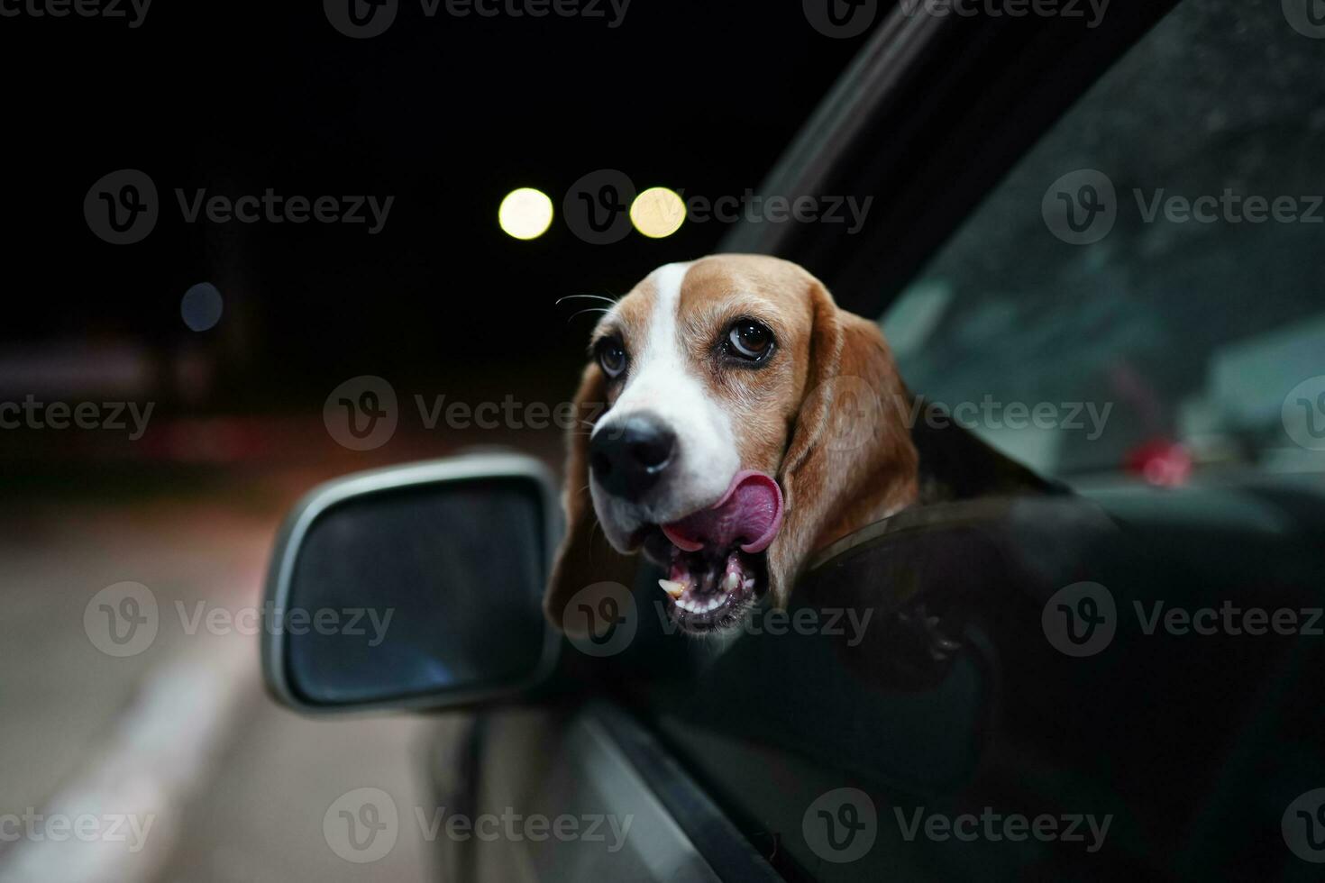 een schattig brak hond is knal haar hoofd uit van auto venster, wanneer op reis Bij een nacht, focus Aan oog, schieten met een Ondiep diepte van veld. foto