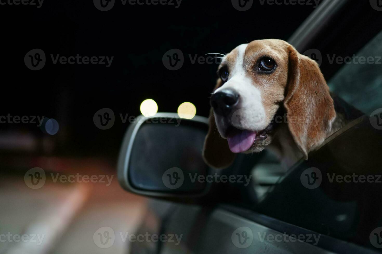 een schattig brak hond is knal haar hoofd uit van auto venster, wanneer op reis Bij een nacht, focus Aan oog, schieten met een Ondiep diepte van veld. foto