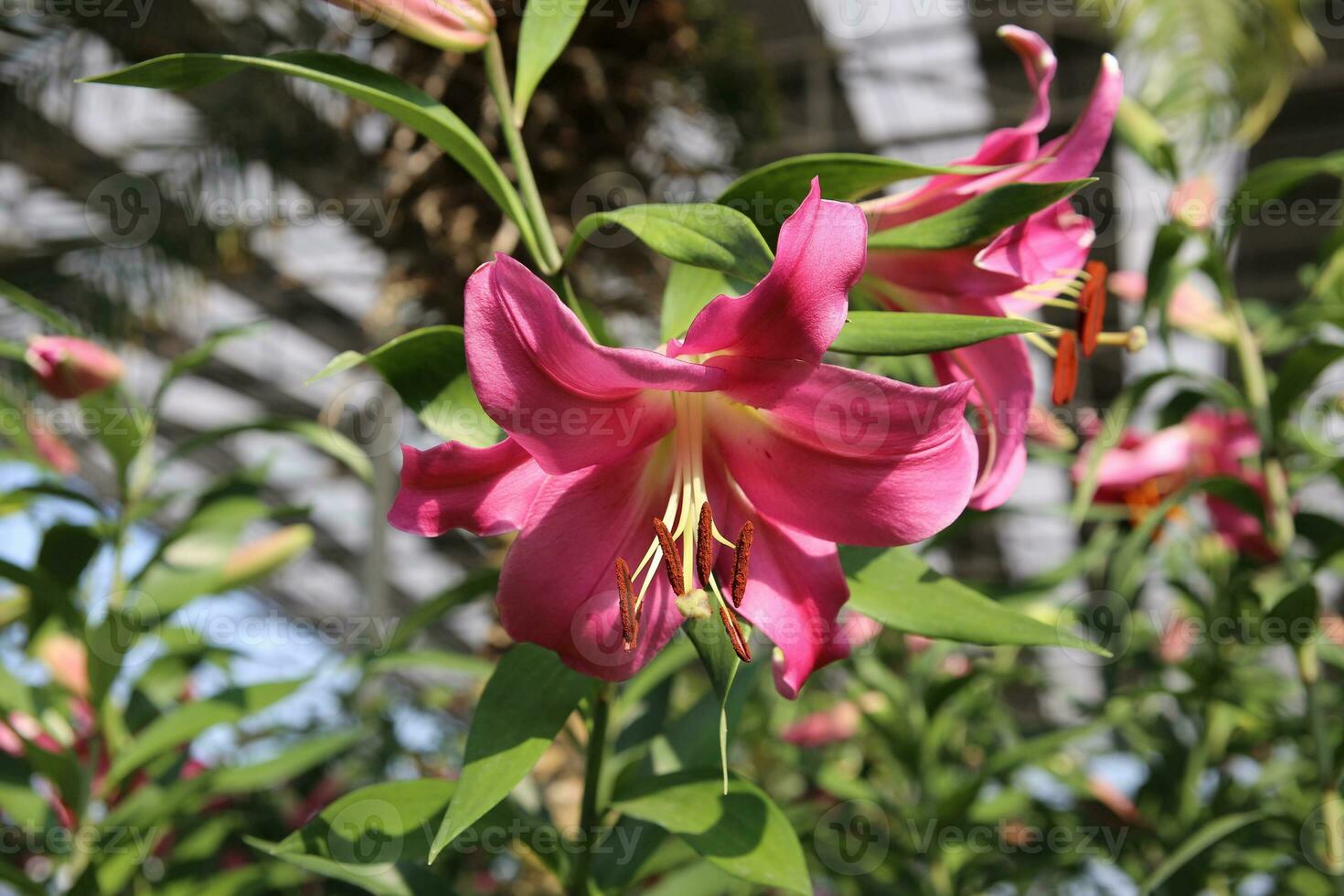 roze lelie bloemen Aan haar boom. foto